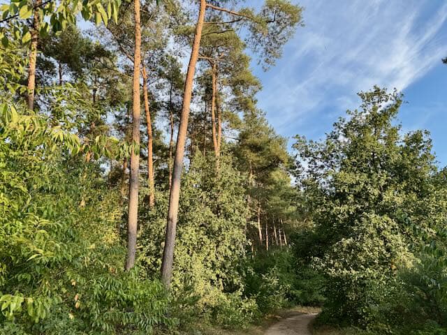 Der Wald bei Schermbeck