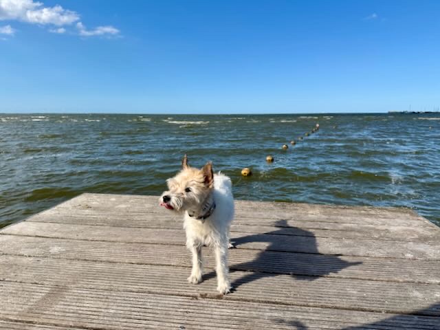 Lou auf Steg