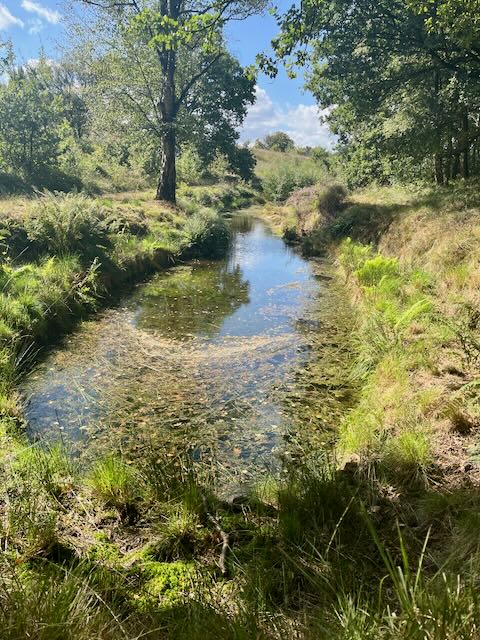 Fluss bei Oosterbeek