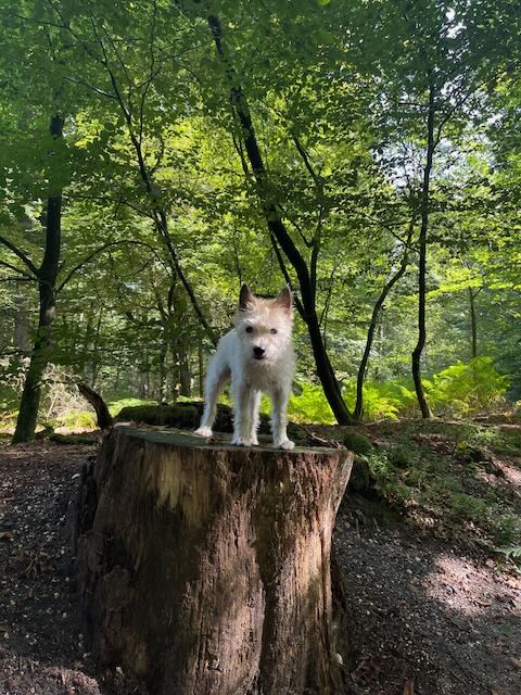 Lou auf Baumstumpf