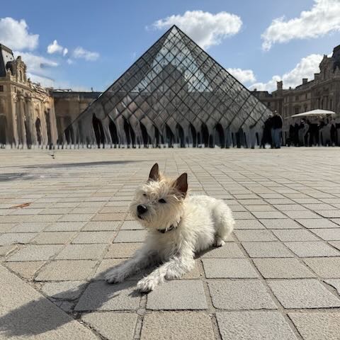 Lou liegt auf dem Pflaster vor der Glaspyramide des Louvre