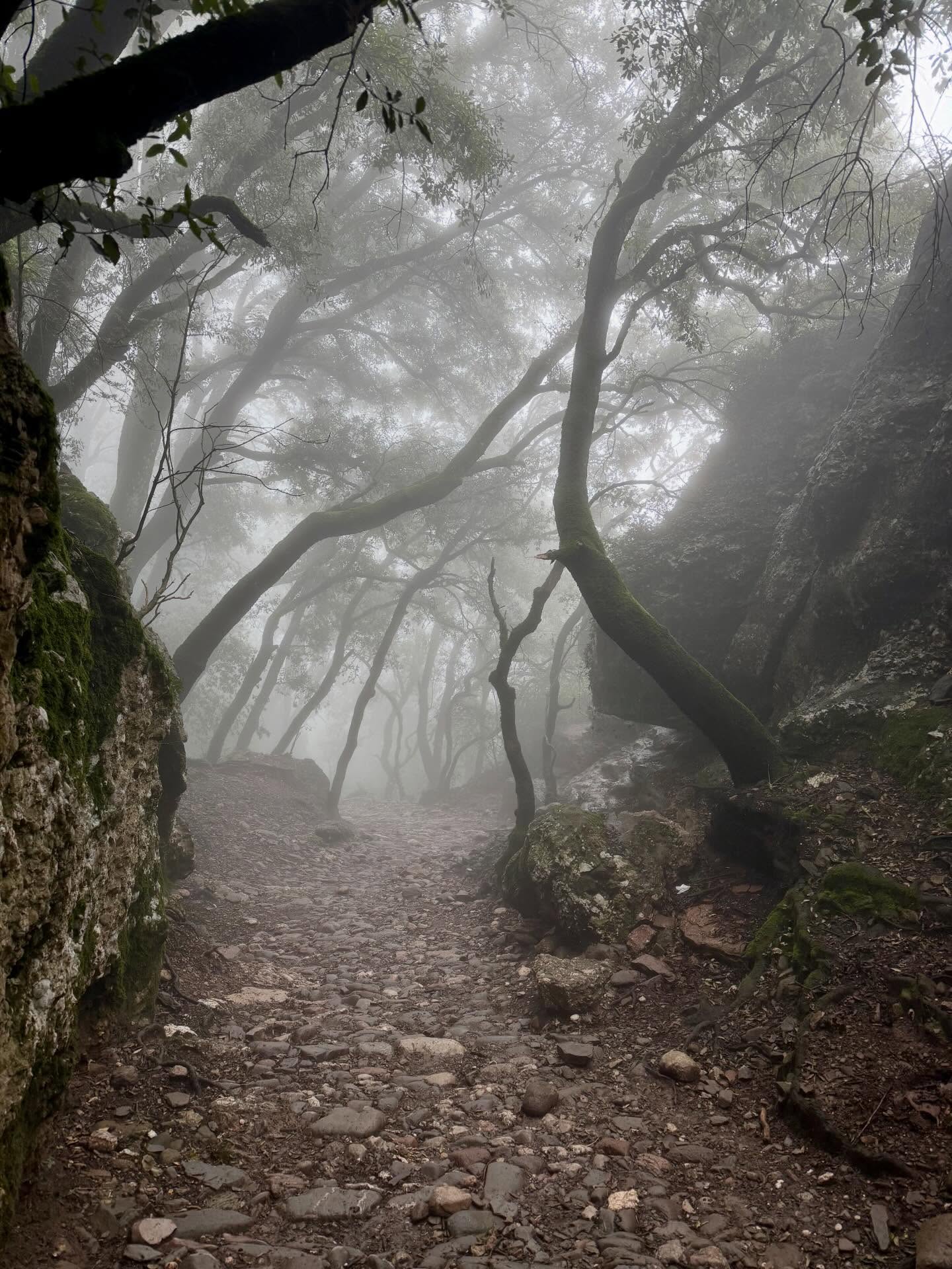 Nebliger Berg im Parc Natural de Sant Llorenç