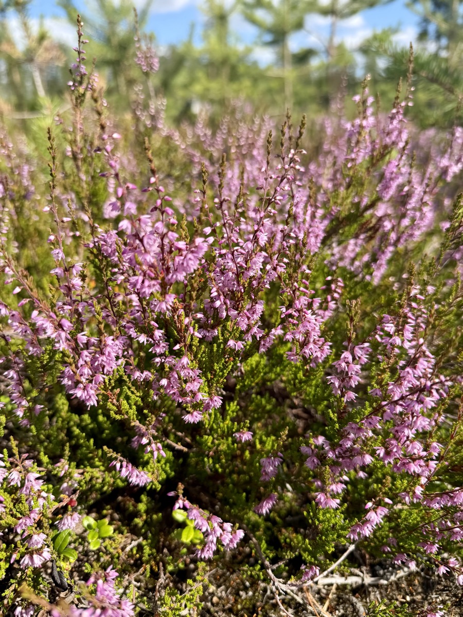 Nahaufnahme von blühendem rosa Heidekraut