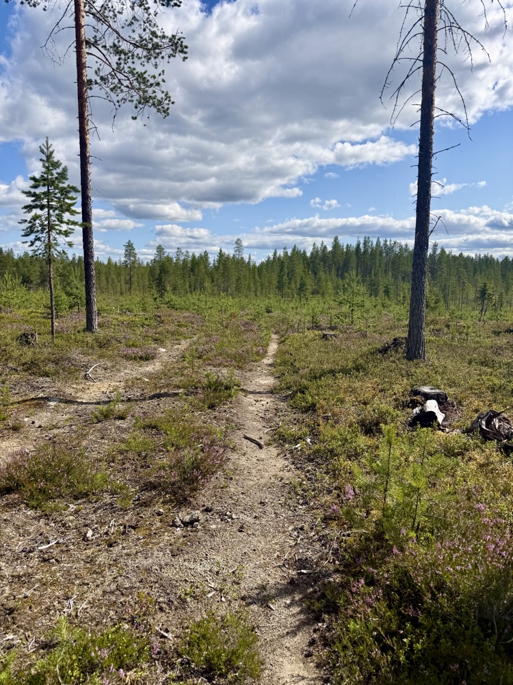 Schmaler Sandpfad führt durch niedrigen Wald und blühendes Heidekraut bis zum Horizont