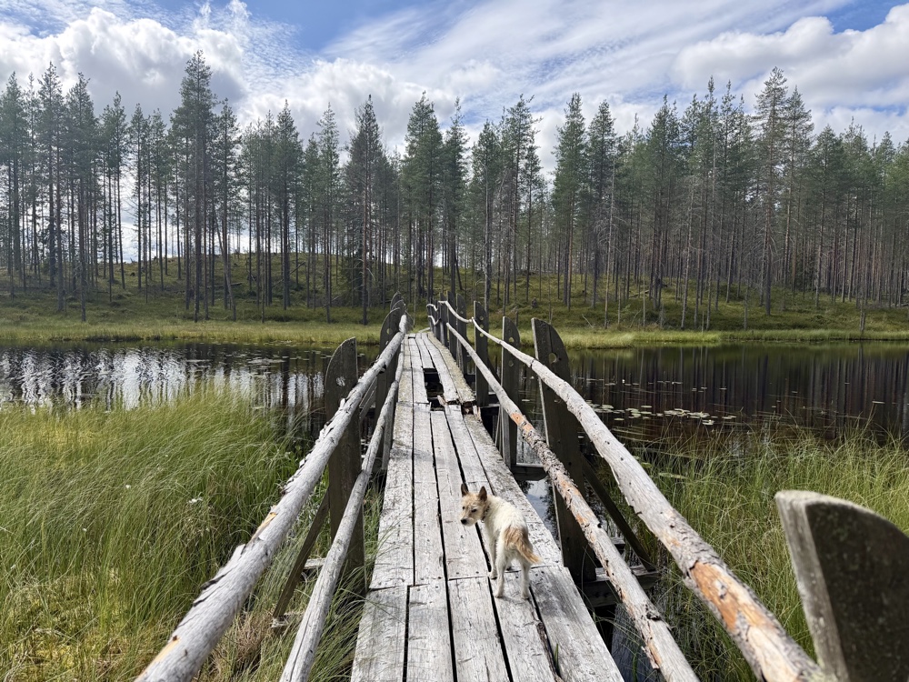 Alter Holzsteg mit schiefem Geländer führt über einen dunklen Moorsee, Lou steht in der Mitte darauf