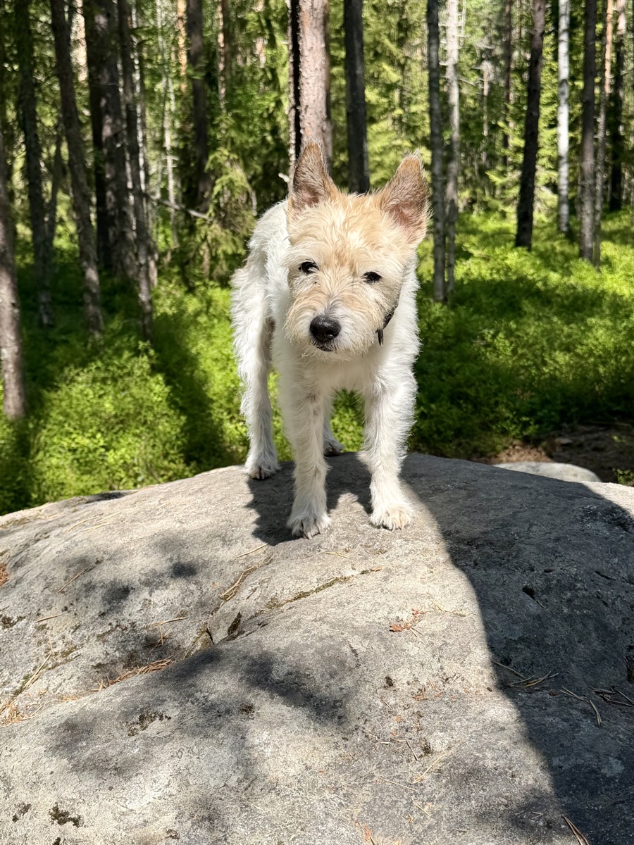 Lou steht auf einem großen Felsblock im sonnigen Kiefernwald
