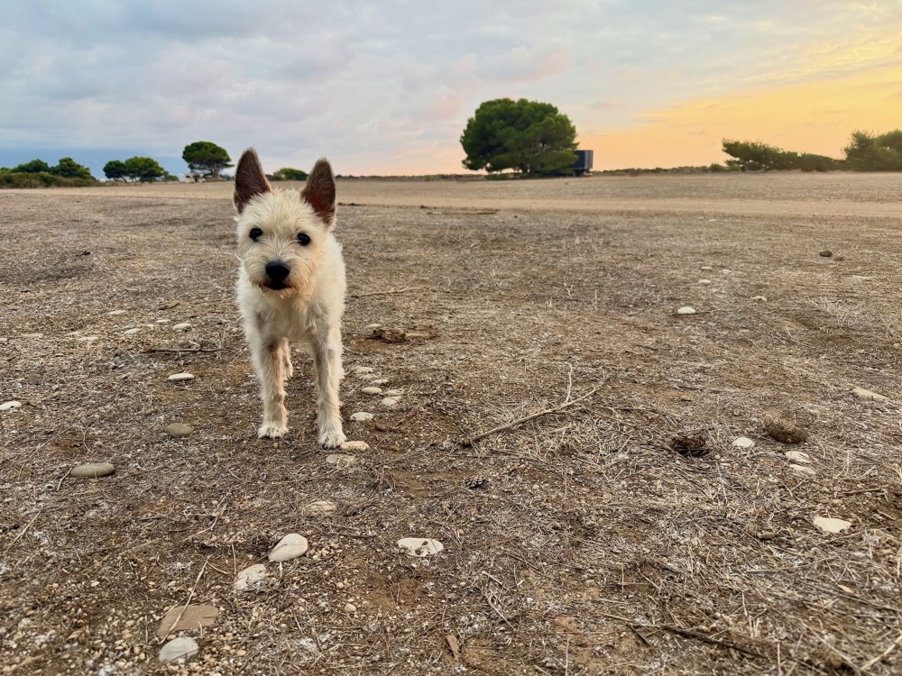 Lou steht auf dem Kiesplatz, im Hintergrund der Himmel in der Abenddämmerung
